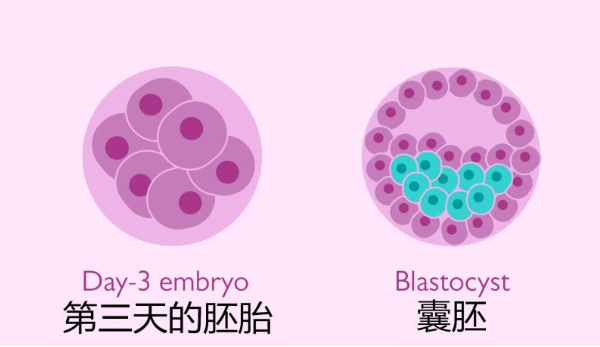 三代试管养成10个4bb囊胚送去检测有几个男孩呢？