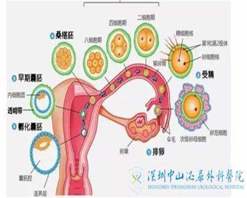 北京代孕官网-北京供卵要多少钱-北京试管代孕包成功多少钱