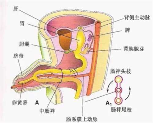 北京代孕-北京IVM试管成熟（IVM试管婴儿费）