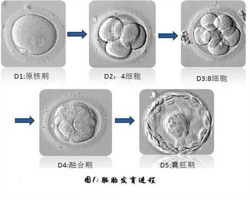 北京代孕-北京供应可以是双胞胎（可供怀孕， 供应